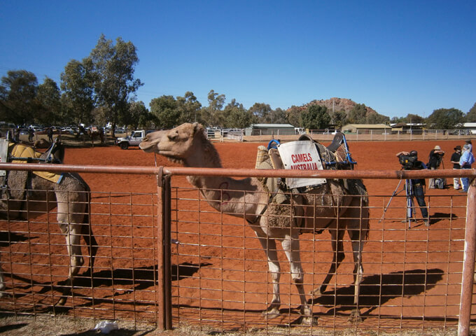 australian-camel Australia Holiday Package and Group Tour 11